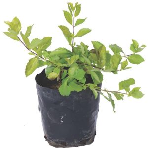Duranta Gold